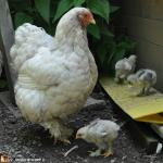 Poule-blanche-et-poussins