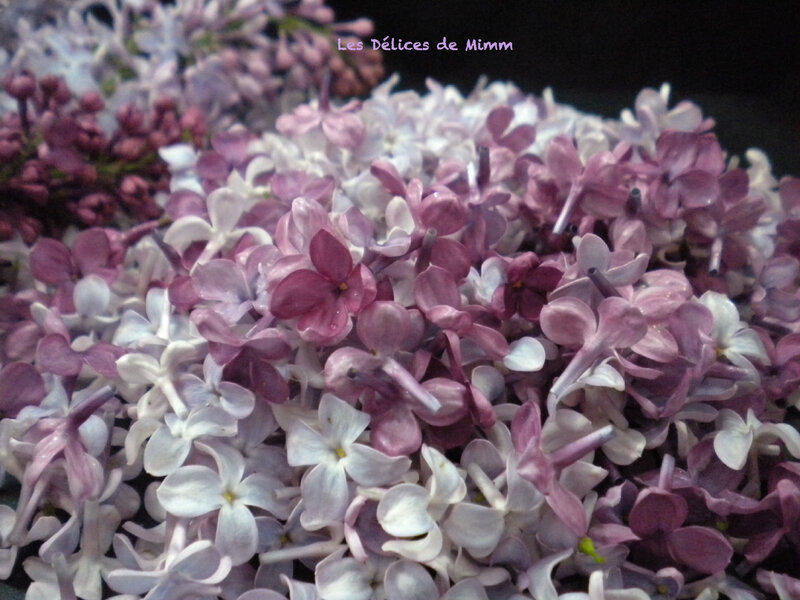 Sucre de lilas 5