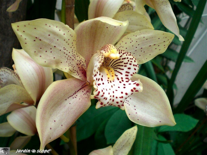 Expo d'Orchidées 2008 - Serre aux papillons du Parc Floral d'Orléans