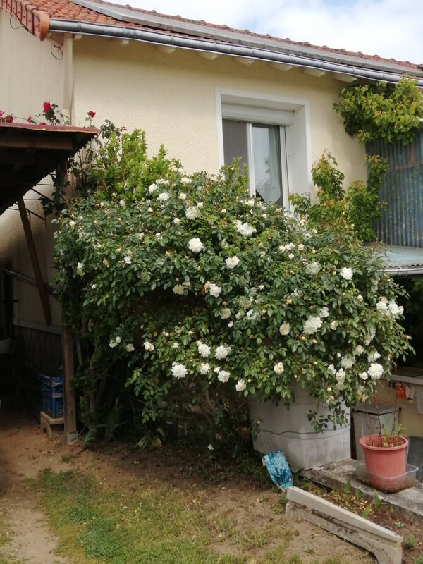 IMG_20200424_151526