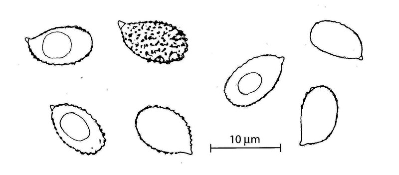 Tassi 234fig 2