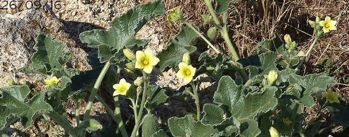 floraison de Mars à Septembre