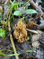 sortie nature 11 01 24 (13)