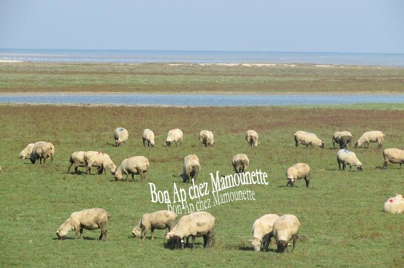 moutons des pré-salés baie Mt St Michel 009