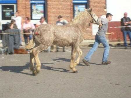 _58__Toute_Seule_de_la_Lys_trot