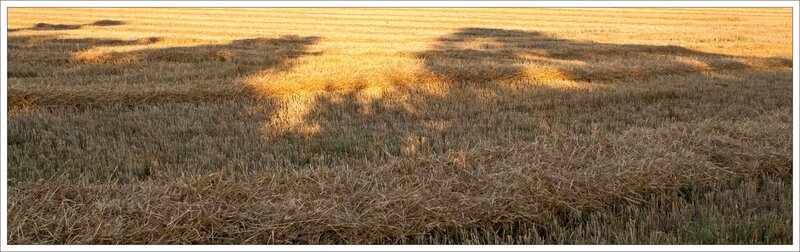 plaine moisson ble coupe ombre arbres matin 240716
