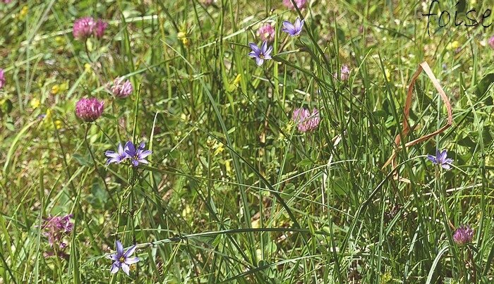 floraison de Mai à Juillet