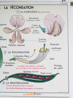 AFFICHE-FLEUR-FECONDATION-3-muluBrok-Vintage