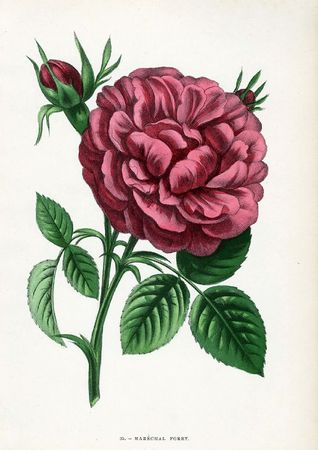 JAMAIN LES ROSES 1863 MARECHAL FOREY