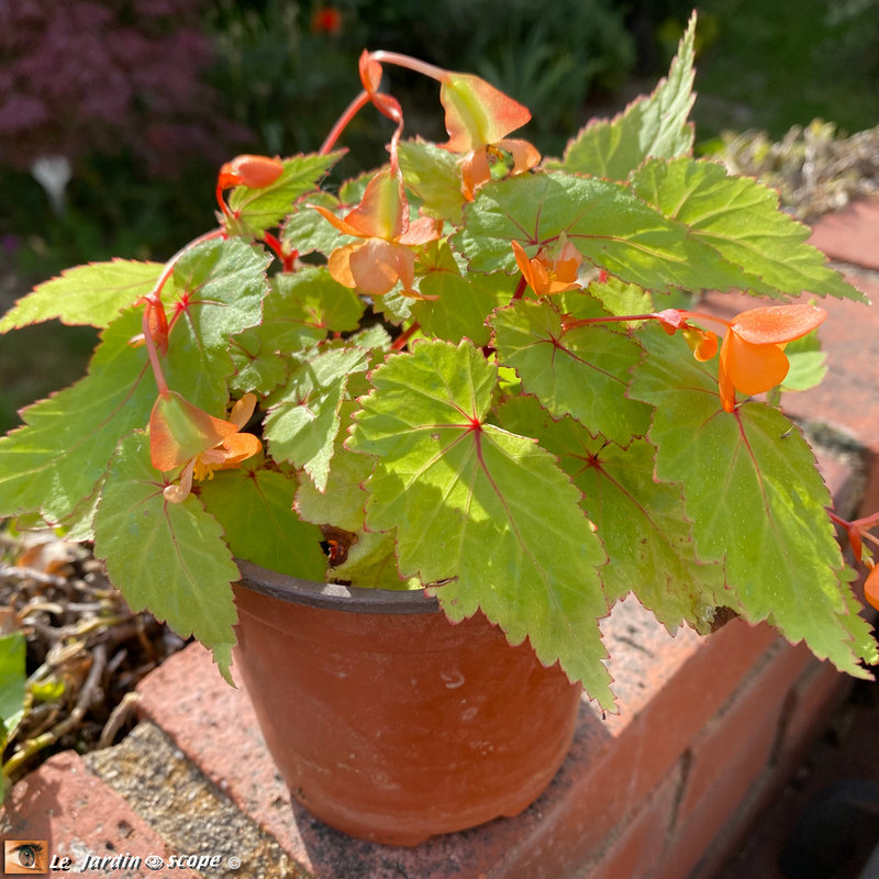Begonia Sutherlandii