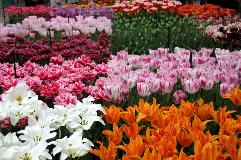 2013_04_16_Keukenhoff_Parc2903