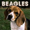 le <b>beagle</b>