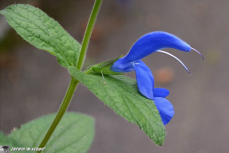 Salvia patens - Sauge bleue