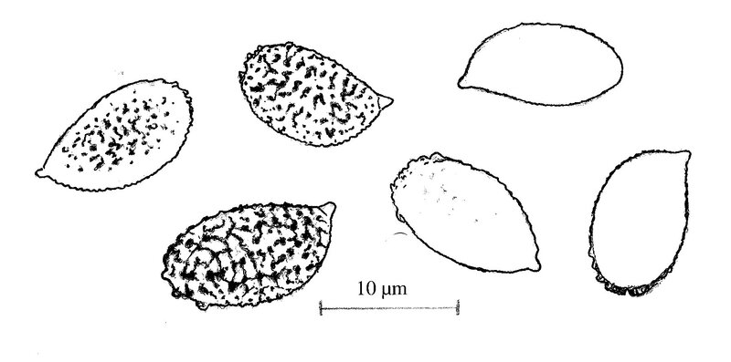 Tassi 232 fig
