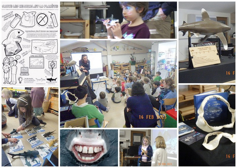 atelier requins16 02 23