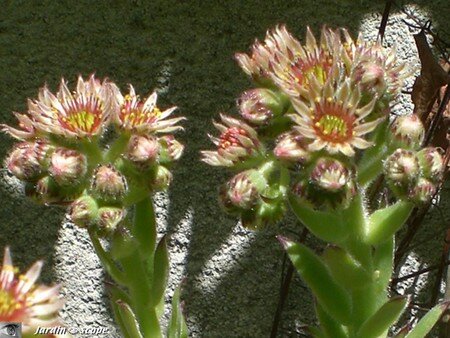 Joubarbe • Sempervivum tectorum