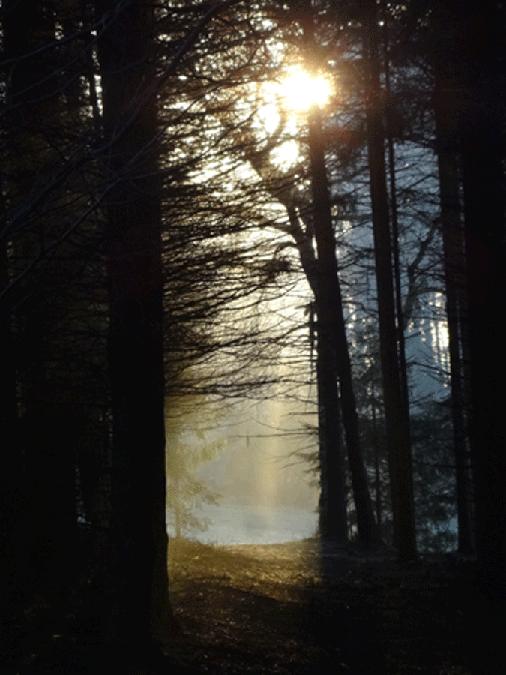 Photo-le-soleil-à-travers-les-arbres