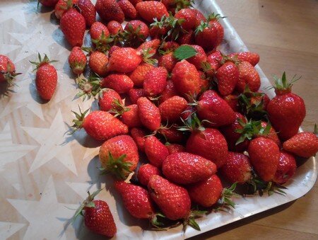 compote_fraises_et_rhubarbe_cueillette_fraises