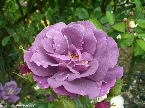 L'étonnante rose…Rapsody in Blue