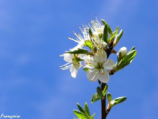 fleurs_blanches