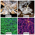 💫<b>Mycelium</b>, Réseau neuronal , internet et Univers
