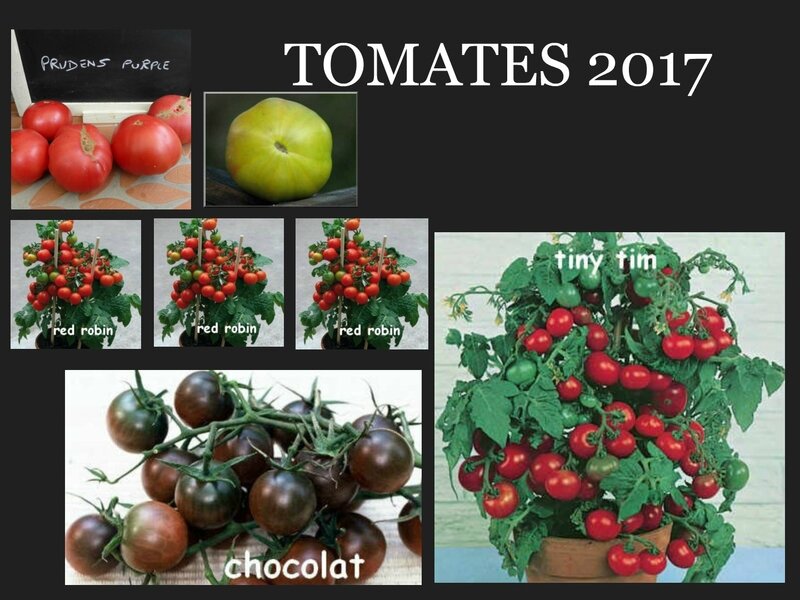 tomates 2017 3