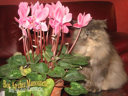 Ruby_et_le_cyclamen_bonapchezMam001