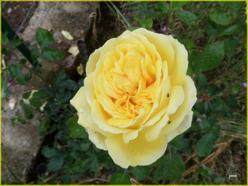 rose jaune1