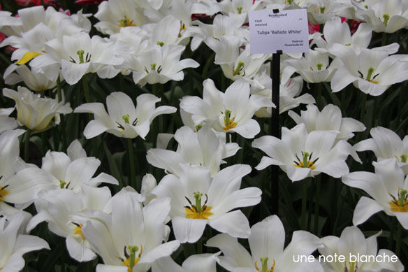 Keukenhof_tulipe_blanche