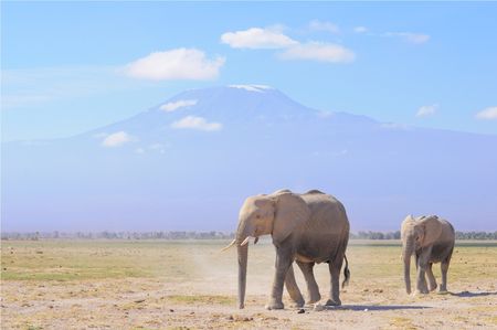 El_phants_d_Afrique_devant_le_mont_Kilimanjaro__parc_d_Amboseli__Kenya