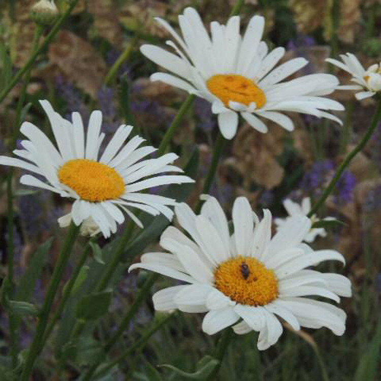 leucanthemum-Alaska-2