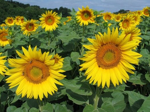 tournesols_dans_champ