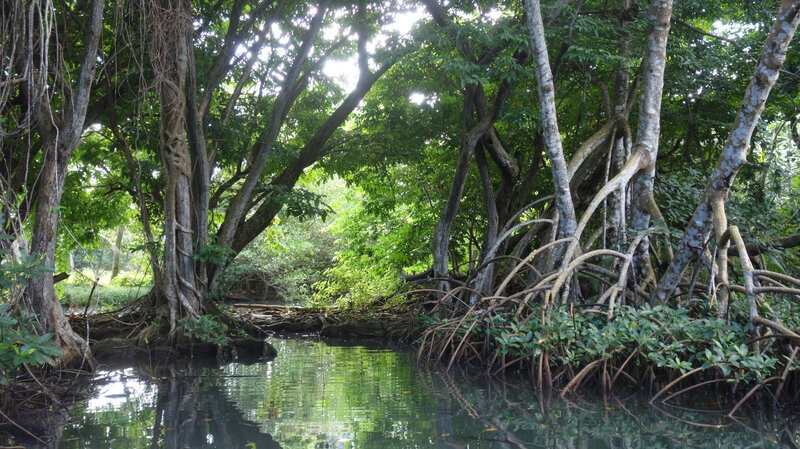 mangrove (2)