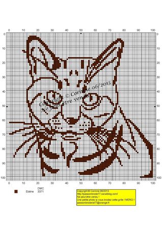 Chat tigré copie