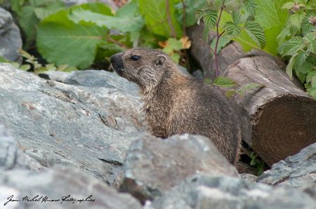 2012_08_06_Marmotte_04