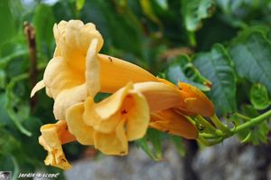 Campsis radicans Flava