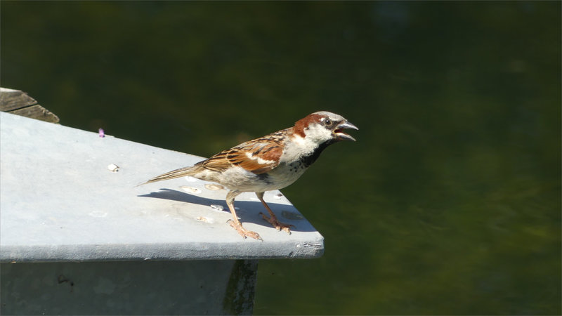Oiseau moineau chaleur bec ouvert 2 (2)