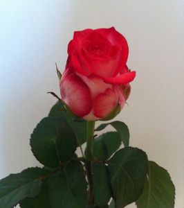 Rose_du_matin
