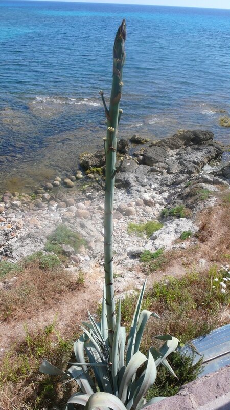 ALGHERO AGAVE ENTIERE