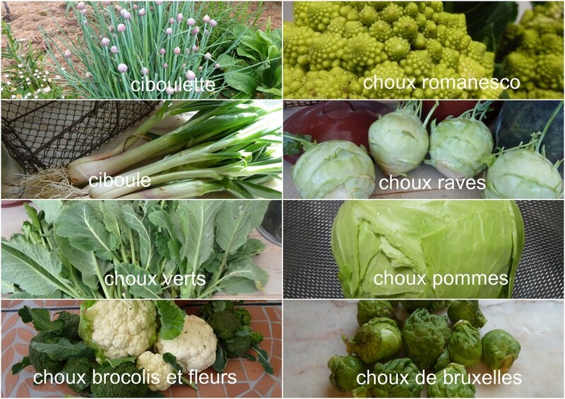 FRUITS ET LEGUMES DU POTAGER2