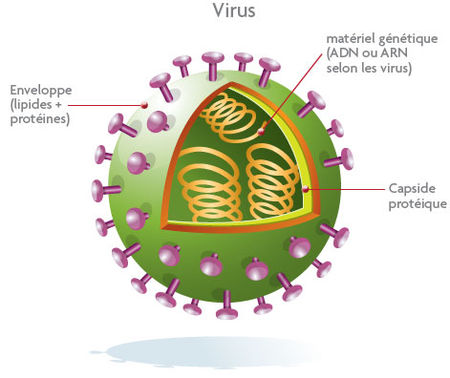 virus