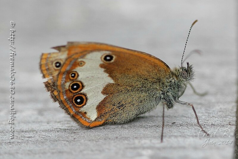 Coenonympha arcania