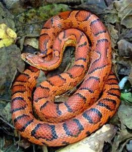 corn-snake