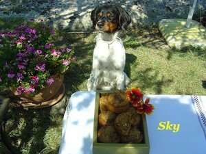 sky_muffins