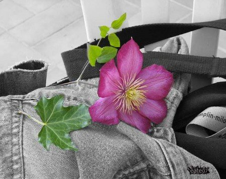 fleur_et_jeans_reduit