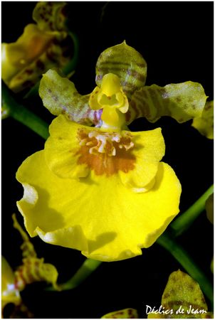 Orchidee_Oncidium_Psynchopsis_B_72_DSC_8072