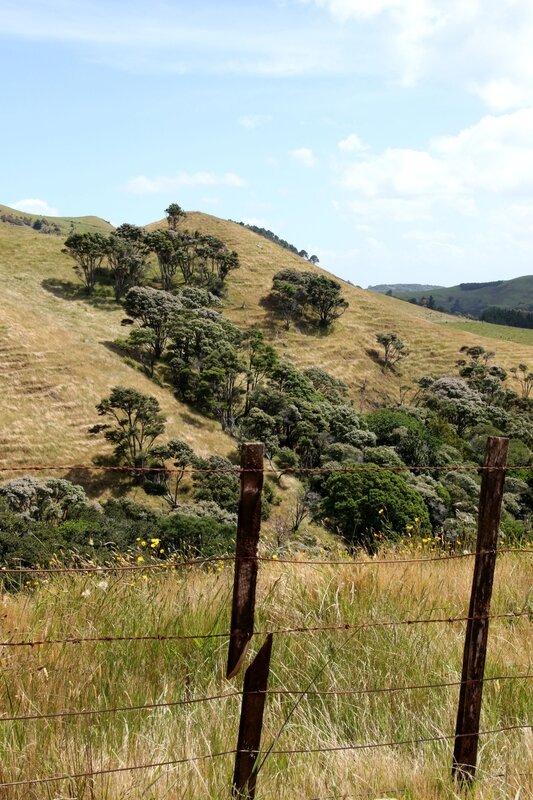 4W7A7277 Waiheke Island