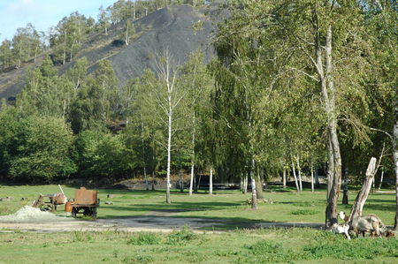 Marcasse___terril_et_terrain
