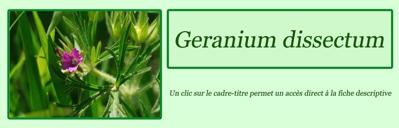 Geranium dissectum
