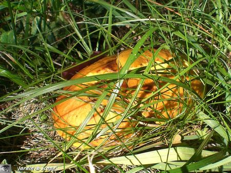 Suillus grevillei 2